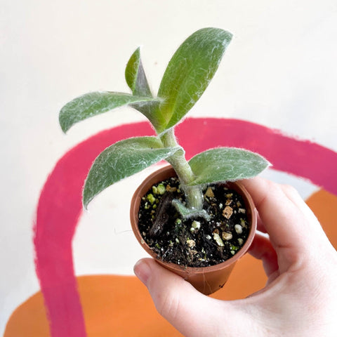 Tradescantia sillamontana - Velvet Inch Plant - Welsh Grown - Sprouts of Bristol