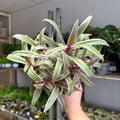 Tradescantia spathacea 'Varicolor’ - Spider Lily - Sprouts of Bristol