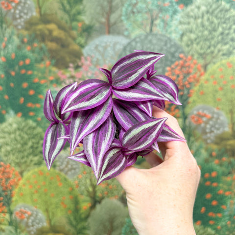 Tradescantia zebrina 'Pink Joy' - Inch Plant - Sprouts of Bristol