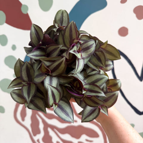 Tradescantia zebrina 'Silver Sicilian' - Silver Inch Plant - Sprouts of Bristol