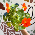 Tropaeolum majus 'Alaska Series' - Variegated Nasturtium - Sprouts of Bristol