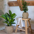 Tula Tapered Seagrass Planter - Sprouts of Bristol