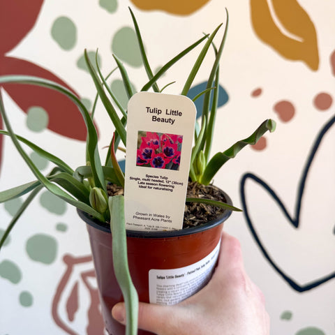 Tulipa 'Little Beauty' - Potted Pink Tulip Bulbs - British Grown - Sprouts of Bristol