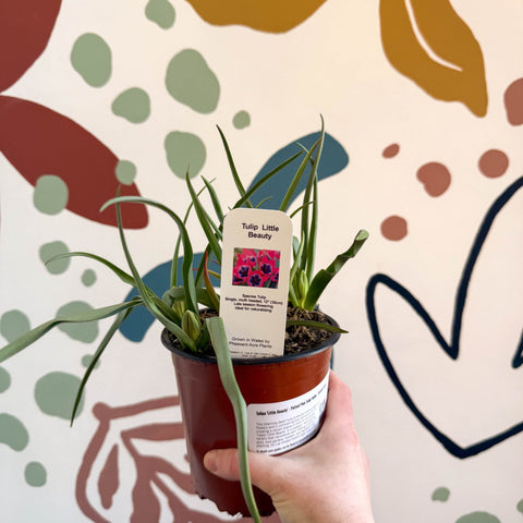 Tulipa 'Little Beauty' - Potted Pink Tulip Bulbs - British Grown - Sprouts of Bristol