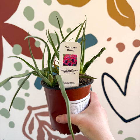Tulipa 'Little Beauty' - Potted Pink Tulip Bulbs - British Grown - Sprouts of Bristol