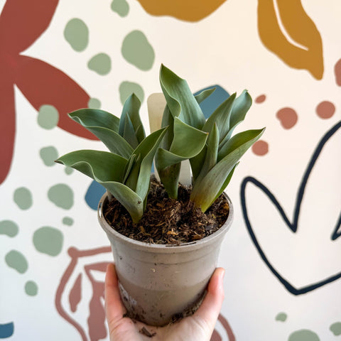 Tulipa 'Orange Princess' - Potted Orange Tulip Bulbs - British Grown - Sprouts of Bristol