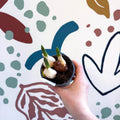 Tulipa ‘Purple’ - Potted Purple Tulip Bulbs - Sprouts of Bristol