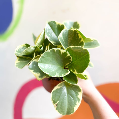 Variegated Baby Rubberplant - Peperomia obtusifolia `Variegata' - Sprouts of Bristol