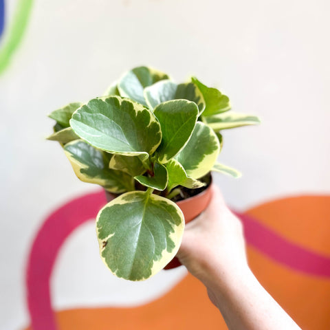 Variegated Baby Rubberplant - Peperomia obtusifolia `Variegata' - Sprouts of Bristol