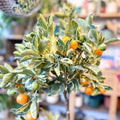 Variegated Calamondin Orange - Citrus × microcarpa 'Variagata' - Sprouts of Bristol