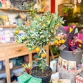 Variegated Calamondin Orange - Citrus × microcarpa 'Variagata' - Sprouts of Bristol