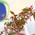 Variegated Hardy Fuchsia Bush - Fuchsia 'Tom West' - British Grown - Sprouts of Bristol