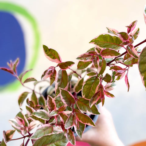 Variegated Hardy Fuchsia Bush - Fuchsia 'Tom West' - British Grown - Sprouts of Bristol