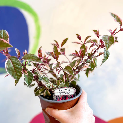 Variegated Hardy Fuchsia Bush - Fuchsia 'Tom West' - British Grown - Sprouts of Bristol