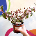 Variegated Hardy Fuchsia Bush - Fuchsia 'Tom West' - British Grown - Sprouts of Bristol
