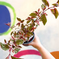 Variegated Hardy Fuchsia Bush - Fuchsia 'Tom West' - British Grown - Sprouts of Bristol