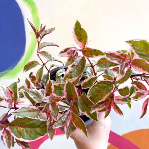 Variegated Hardy Fuchsia Bush - Fuchsia 'Tom West' - British Grown - Sprouts of Bristol