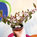 Variegated Hardy Fuchsia Bush - Fuchsia 'Tom West' - British Grown - Sprouts of Bristol