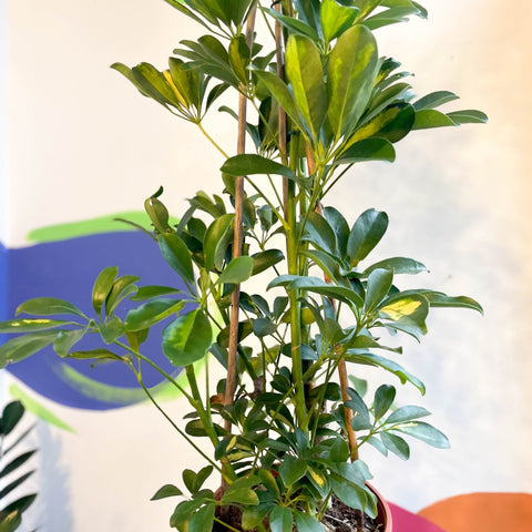 Variegated Umbrella Plant - Schefflera arboricola - Sprouts of Bristol