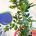 Variegated Umbrella Plant - Schefflera arboricola - Sprouts of Bristol