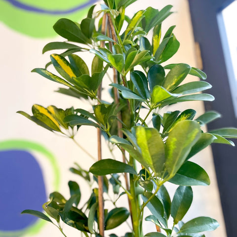 Variegated Umbrella Plant - Schefflera arboricola - Sprouts of Bristol