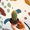 Vatricania guentherii – Woolly Column Cactus - Sprouts of Bristol