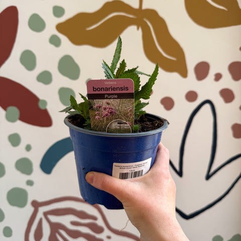 Verbena bonariensis - Purpletop Vervain - British Grown Hardy Perennial - Sprouts of Bristol