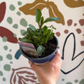 Verbena bonariensis - Purpletop Vervain - British Grown Hardy Perennial - Sprouts of Bristol