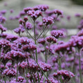 Verbena Bonariensis Seeds - Sprouts of Bristol