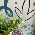 Verbena 'Lanai Green' - British Grown - Sprouts of Bristol