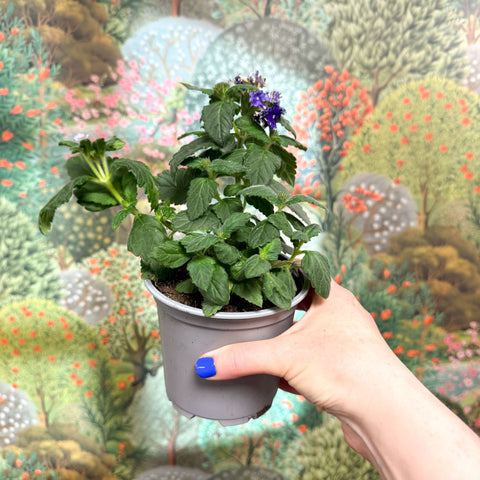 Verbena 'Vanessa Dark Blue' - Sprouts of Bristol