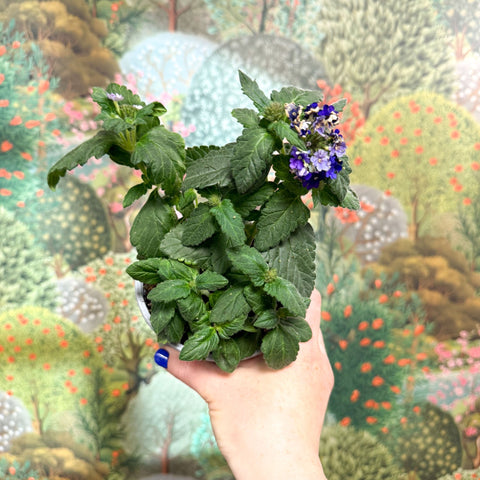 Verbena 'Vanessa Dark Blue' - Sprouts of Bristol