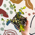 Vinca minor - Lesser Periwinkle - British Grown Evergreen Perennial - Sprouts of Bristol