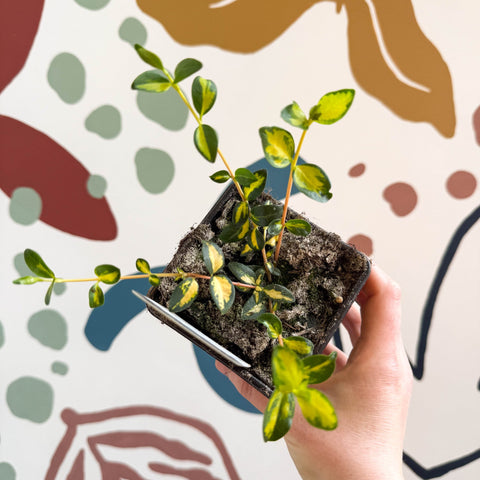 Vinca minor - Lesser Periwinkle - British Grown Evergreen Perennial - Sprouts of Bristol