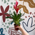 Vriesea ‘Twinkle’ - Flaming Sword Bromeliad - Sprouts of Bristol