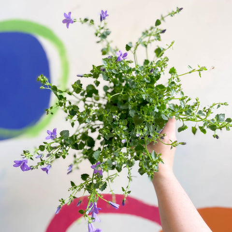 Wall Bellflower - Campanula portenschlagiana 'Catharina' - British Grown - Sprouts of Bristol