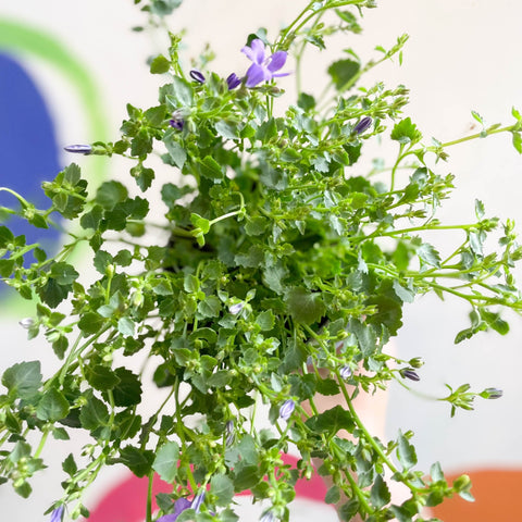 Wall Bellflower - Campanula portenschlagiana 'Catharina' - British Grown - Sprouts of Bristol