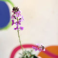 Wallflower - Erysimum 'Bowles's Mauve' - Cotswold Grown Perennial - Sprouts of Bristol