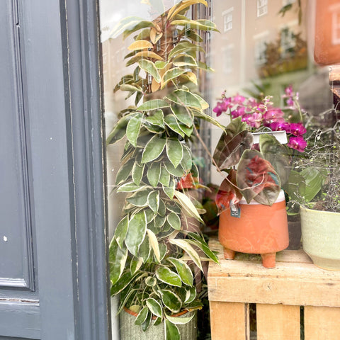 Wax Plant - Hoya carnosa variegata 'Tricolor' / 'Krimson Queen' - Sprouts of Bristol