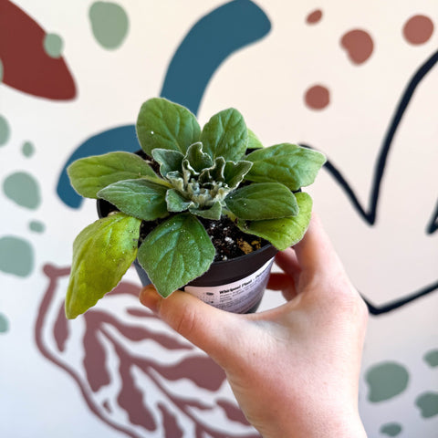 Whirlpool Plant - Petrocosmea 'Asa Blue' - Welsh Grown - Sprouts of Bristol