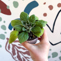 Whirlpool Plant - Petrocosmea 'Asa Blue' - Welsh Grown - Sprouts of Bristol