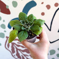 Whirlpool Plant - Petrocosmea 'Asa Blue' - Welsh Grown - Sprouts of Bristol