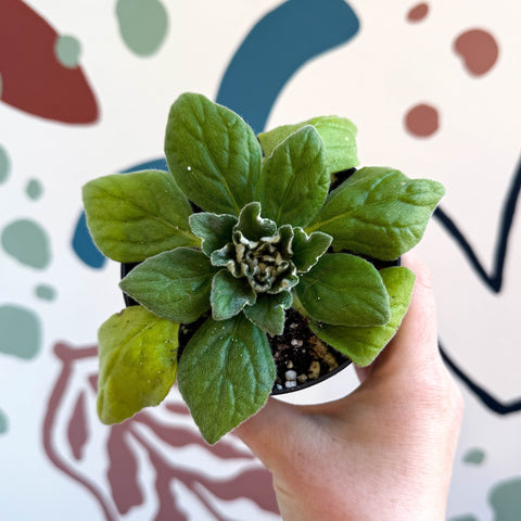 Whirlpool Plant - Petrocosmea 'Asa Blue' - Welsh Grown - Sprouts of Bristol