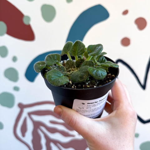 Whirlpool Plant - Petrocosmea barbata 'Marion King' - Welsh Grown - Sprouts of Bristol