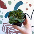 Whirlpool Plant - Petrocosmea barbata 'Marion King' - Welsh Grown - Sprouts of Bristol