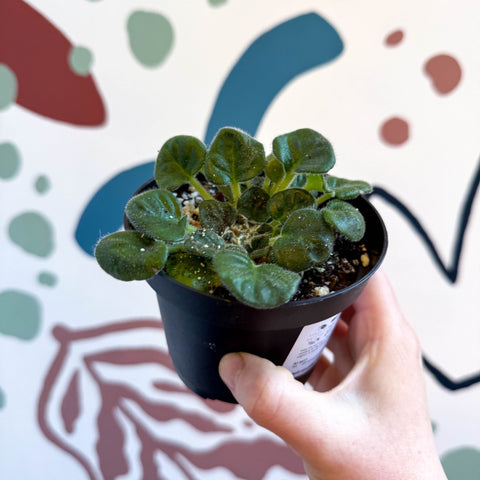 Whirlpool Plant - Petrocosmea barbata 'Marion King' - Welsh Grown - Sprouts of Bristol