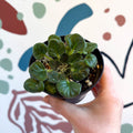 Whirlpool Plant - Petrocosmea barbata 'Marion King' - Welsh Grown - Sprouts of Bristol