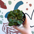Whirlpool Plant - Petrocosmea barbata 'Marion King' - Welsh Grown - Sprouts of Bristol