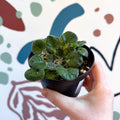 Whirlpool Plant - Petrocosmea barbata 'Marion King' - Welsh Grown - Sprouts of Bristol