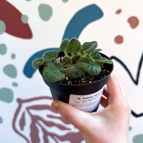 Whirlpool Plant - Petrocosmea barbata 'Marion King' - Welsh Grown - Sprouts of Bristol